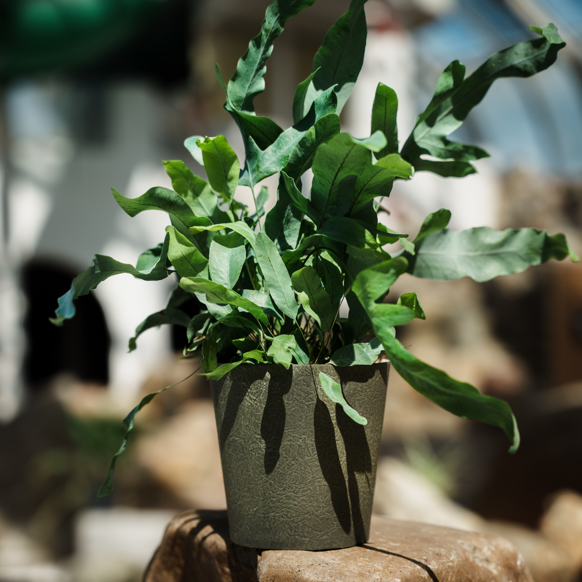 Down To Earth Stone Paper Cup - Packed by 25